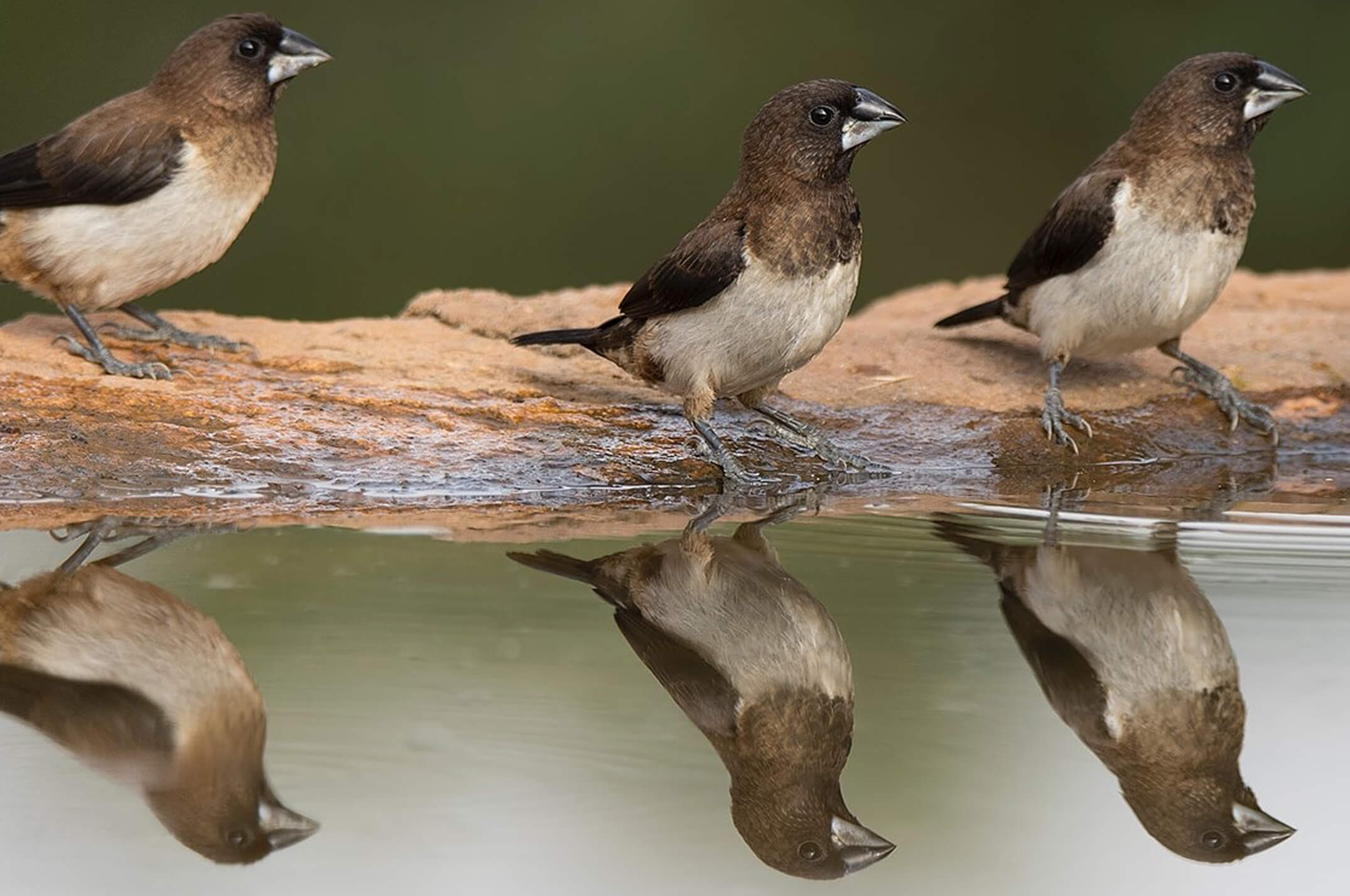 Three birds at waters edge with reflection in water